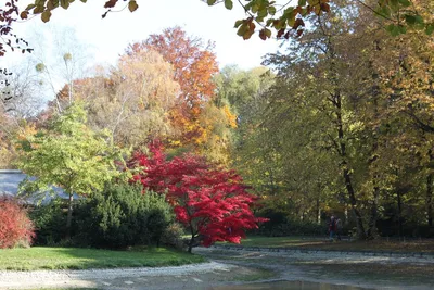 Английский сад Englischer Garten большой общественный парк в центре Мюнхена  Стоковое Изображение - изображение насчитывающей английско, напольно:  105622533