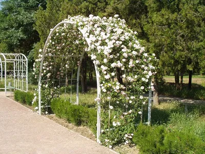 Садовая арка для цветов своими руками | Градус Хаус. Самогон, заготовки и  другие хобби | Дзен