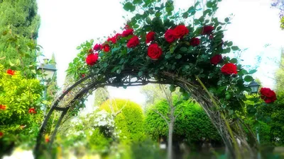 Строим садовую арку своими руками - Ландшафтный дизайн - УРАЛ -  Информационный портал УРФО