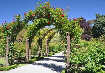 Садовая арка своими руками - лучшие проекты из современных материалов (120  фото)