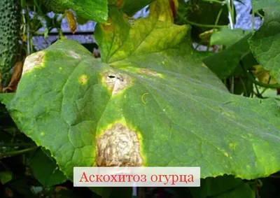 Пятна на листьях огурцов – из-за чего появляются, что делать и чем лечить |  На грядке (Огород.ru)