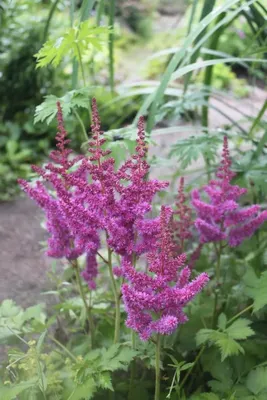 Астильба Давида Astilbe davidii - купить сорт в питомнике, саженцы в  Санкт-Петербурге