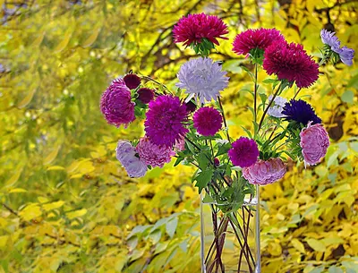 Крестовник glastifolius. Астры растут в саду. Астра это декоративное  растение. Лепестки сиреневого цвета. foto de Stock | Adobe Stock