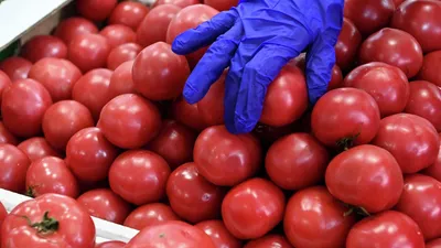 В Азербайджане собирают урожай бакинских помидоров - YouTube