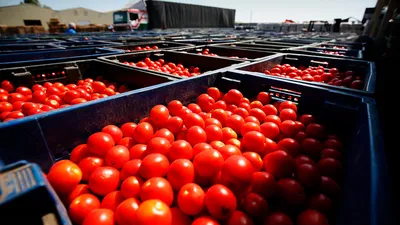 свежие азербайджанские помидоры Стоковое Изображение - изображение  насчитывающей русско, сезонно: 225284537