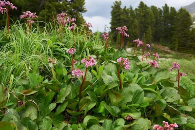 Бадан (Bergenia). Описание, выращивание, посадка и уход | flokus.ru -  ландшафтный дизайн