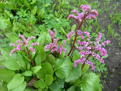 Купить саженцы Бадана сердцелистного 🌱по цене от 630₽ из питомника с  доставкой | Питомник «Зелёная Фазенда»