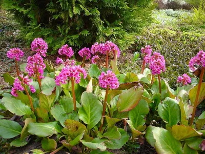 Bergenia crassifolia (L.) Fritsch - Бадан толстолистный -  Полярно-альпийский ботанический сад-институт им. Н.А. Аврорина