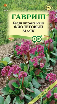 Бадан реснитчатый Dumbo Вergenia ciliata - купить сорт в питомнике, саженцы  в Санкт-Петербурге