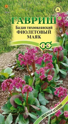 Бадан \"Silberlicht\" купить в питомнике растений с доставкой по Волгограду и  Волгоградской области, рассада, выращивание, посадка и уход