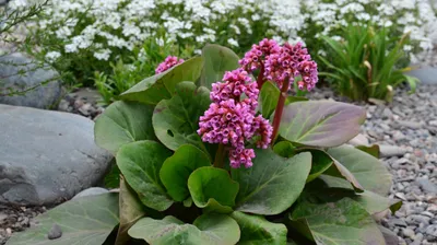 Вечнозеленный бадан: посадка и уход | GreenMarket