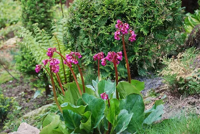 ШКОЛА ОЛЬГИ КРАСУЛИНОЙ on Instagram: \"🌸БАДАН В САДУ Бадан (Bergenia) –  вечнозеленое многолетнее растение из семейства камнеломковых. Сложно  представить без него весенний сад! Ранней весной, как только сходит снег и  начинает пригревать