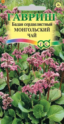 Бадан – стильный и простой в уходе многолетник: грамотная посадка и уход