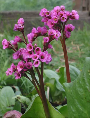 Бадан сердцелистный (Bergenia cordifolia) (ID#178634920), цена: 5 руб.,  купить на Deal.by