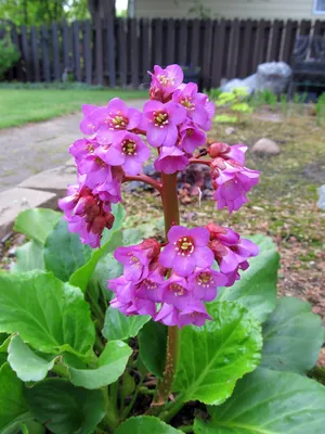 Бадан толстолистый (Вergenia crassifolia ) - «Бадан — красивый декоративный  цветок и лечебный чай в нашем саду.» | отзывы