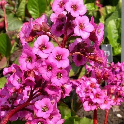 Бадан сердцелистный (Bergenia cordifolia) - купить саженцы в Минске и  Беларуси