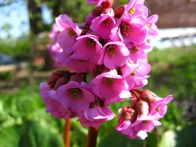 Бадан толстолистый (Вergenia crassifolia ) - «Бадан — красивый декоративный  цветок и лечебный чай в нашем саду.» | отзывы