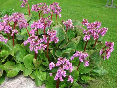 Купить Бадан сердцелистный РотблюмBergenia cordifolia Rotblum - в питомнике  Флорини