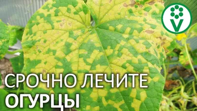 Желтые пятна на листьях огурцов: что делать, почему появляются, чем лечить  и обрабатывать в теплице и открытом грунте