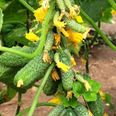 Как выращивать огурцы на балконе - Agro-Market24