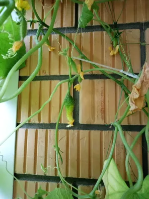Выращивание огурцов на подоконнике и балконе: зимой и летом, сорта, пошагово