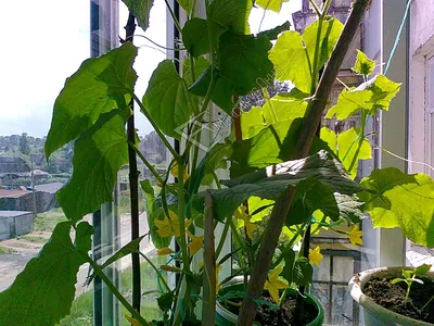 Как вырастить балконные огурцы в пакетах - и получить от них не только  кусты, но и плоды | Пикабу
