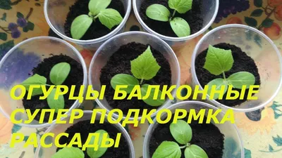 Огурцы для балкона - купить семена из питомника с доставкой по Беларуси