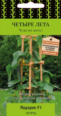 Как вырастить огурцы и помидоры на балконе: советы для урожая по 2,5 кг с  куста! - 26 февраля 2023 - v1.ru