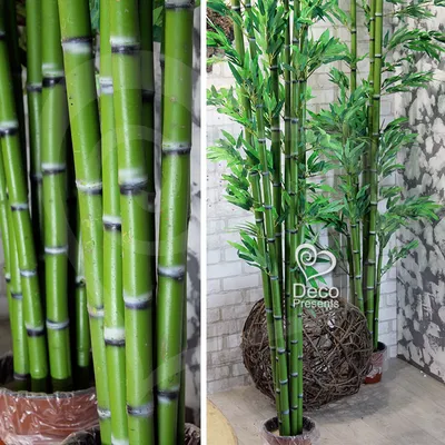 Бамбук декоративный фото фото