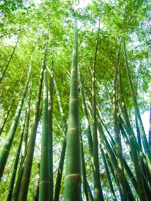 Бамбук фото высокого разрешения фото