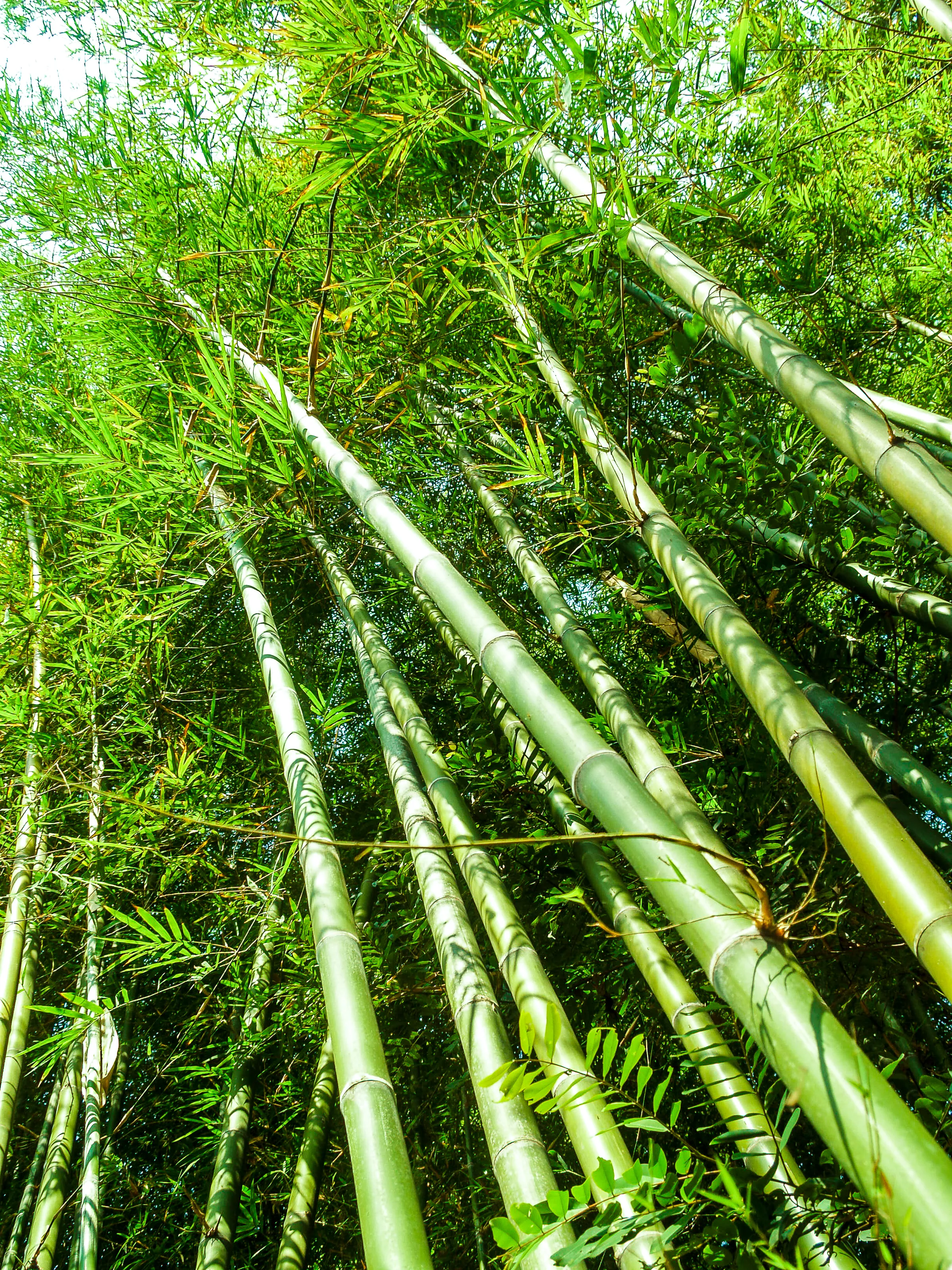 Как быстро растет бамбук в природе. Бамбук гуадуа. Бамбук — Dendrocalamus strictus. Монастырский бамбук. Бамбук Широшима.