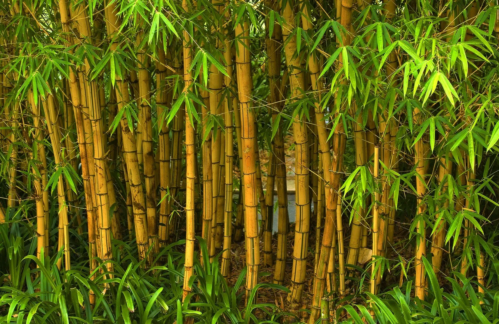 Биг бамбук big bamboo vip. Бамбук Мадаке. Бамбук Широшима. Бамбук в Южной Америке. Растения Австралии бамбук.