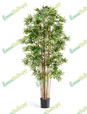 Бамбук Lucky Bamboo 50 в Евроопт