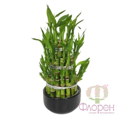 КУПИТЬ БАМБУК УДАЧИ В МОСКВЕ, DRACENA PYRAMIDE, BAMBOO LUCKY, КУПИТЬ БАМБУК  ЛАКИ, ДРАЦЕНА САНДЕРА КУПИТЬ В МОСКВЕ, КОМНАТНЫЙ БАМБУК В ГОРШОЧКЕ, БАМБУК  СЧАСТЬЯ КУПИТЬ В МОСКВЕ.