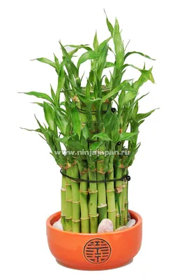 Бамбук комнатный – уход за растениями от «Серисса»