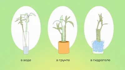 картинки : цветок, производить, растение в горшке, домашнее растение,  цветочный горшок, Бамбук, Флористика, цветущее растение, Трава семьи,  Стебель растения, Наземный завод, Arecales 1900x3200 - - 1387095 - красивые  картинки - PxHere