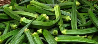 Бамия: полезная и диетическая овощная культура