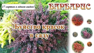 Барбарис оттавский Superba блок изгороди купить в Москве из питомника по  доступной цене