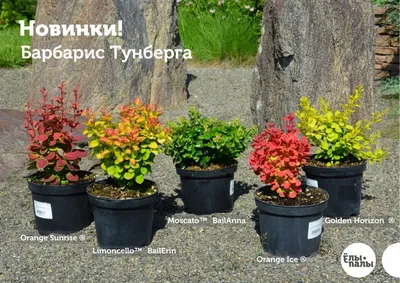 Барбарис Тунберга Венис с доставкой! 🌱 [810979]