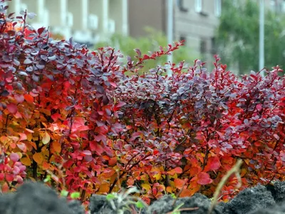 Барбарис Тунберга Ред Рокет Berberis thunbergii Red Rocket