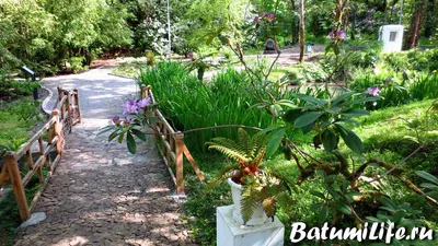 Ботанический сад Батуми: как добраться, часы работы, фото, карта.