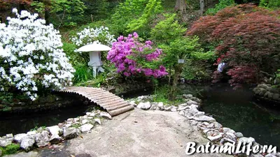 Ботанический сад Батуми: часы работы, что посмотреть