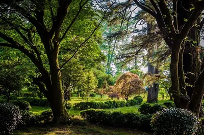 Фото Ботанический сад в Батуми