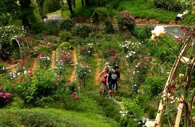 Батумский ботанический сад • Discover the world's subtropical flora! -  Коллекция роз