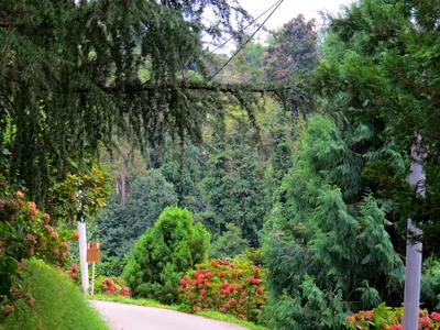 Батуми зеленый мыс ботанический сад (64 фото) - 64 фото