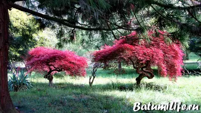 Фото Ботанический сад в Батуми