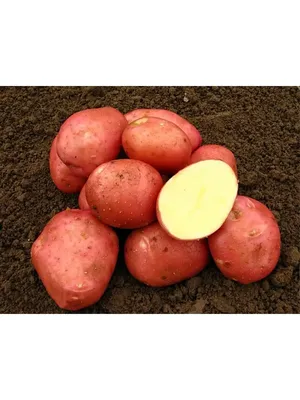 Agrolife - Вы спрашивали — мы отвечаем! УЖЕ В ПРОДАЖЕ 🔥Ваш любимый  семенной картофель БЕЛЛАРОЗА🥔Самый ранний и высокоурожайный сорт! ~ 🔸  БЕЛЛАРОЗА неприхотлива к почве и наличию полива. Обладает хорошей  засухоустойчивостью и