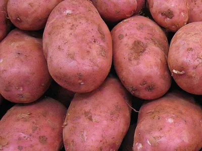 Картофель семенной Беллароза элита 3 кг