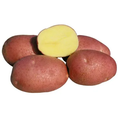Семенной картофель Беллароза, картофель семена, клубни САД и ДАЧА 77962681  купить в интернет-магазине Wildberries
