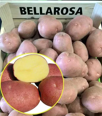Картофель Беллароза: описание сорта, фото